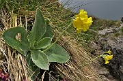 71 E ci godiamo stavolta col sole  anche le primule orecchie d'orso (Primula auricula) 